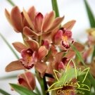 Орхидея Cymbidium в ассортименте
