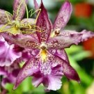 Орхидея Cambria в ассортименте
