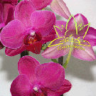 Орхидея (Phalaenopsis) в ассортименте